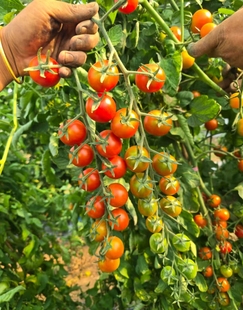 包邮 940安贝儿店主推荐 五粒种子全店满38