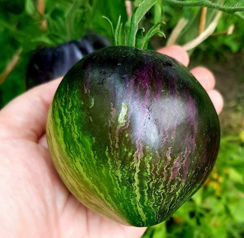 441反叛者VT16战斗机VT16（5粒种子，38包邮）