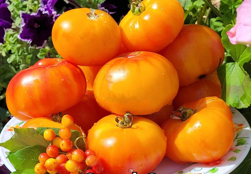 348矮生珊瑚女王Coral Queen tomato5粒种子38包邮