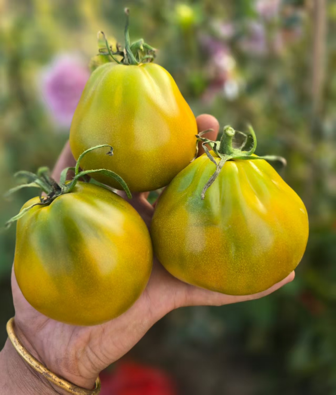 779斯皮尔的田纳西绿5粒店主推荐38全店38包邮