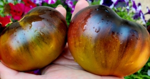 661幸福F6 5粒番茄种子店主推荐