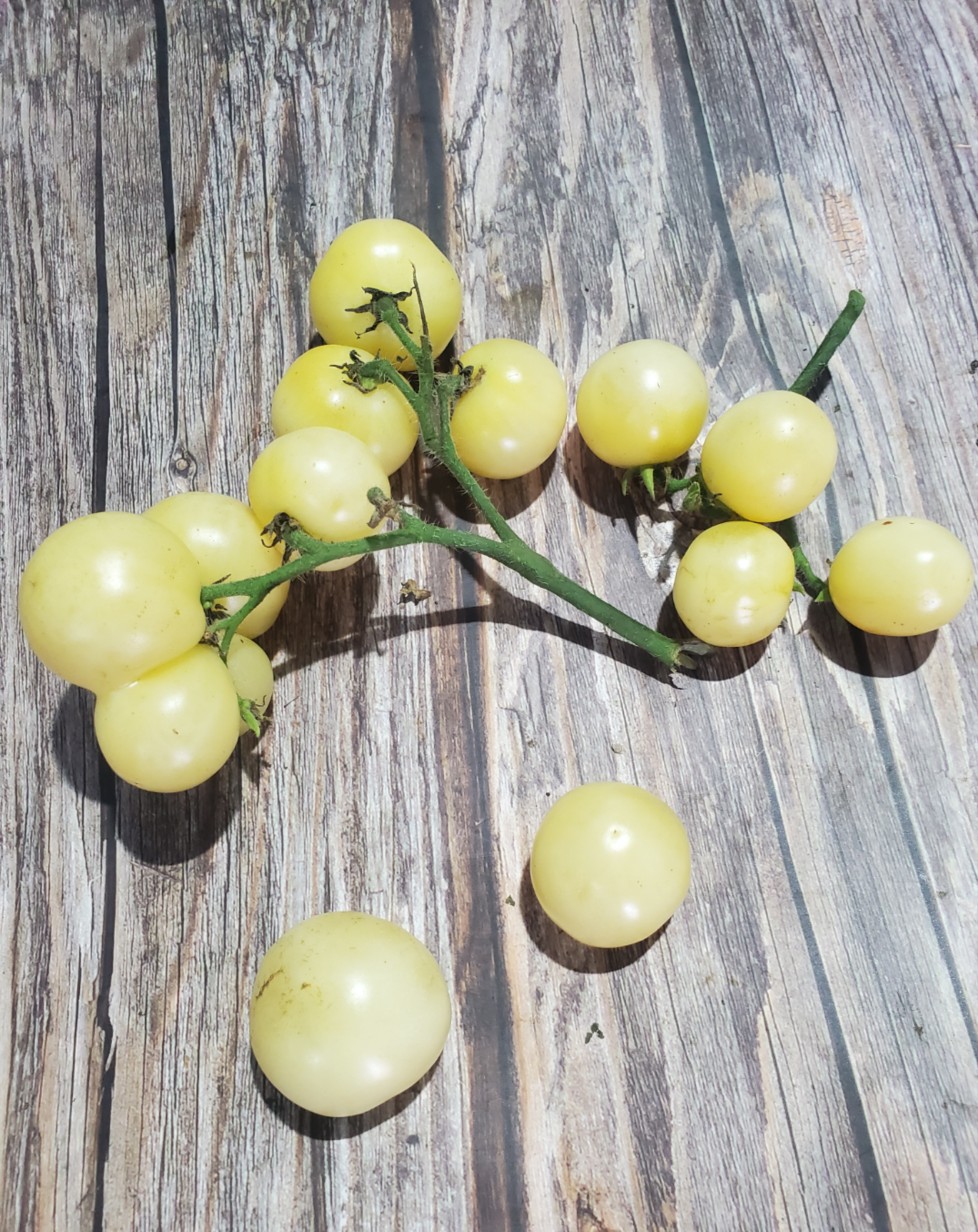 222沙漠矮星Dwarf Desert Star 5粒种子38包邮