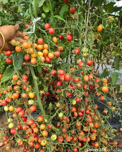 773粉红瀑布樱桃5粒种子全店满38 包邮