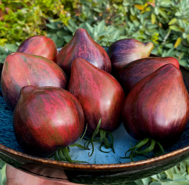 641经典款番茄叛逆星际战斗机（5粒种子）