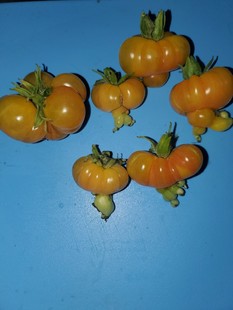 Dean 5粒种子 cherry Chickie 8迪恩小鸡橙迪恩小鸡樱桃