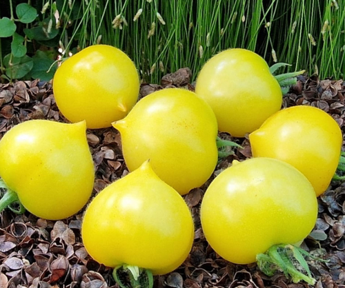 21棉花糖小鸡（3粒实发4粒）LIL PEEPS Tomato微型，种子