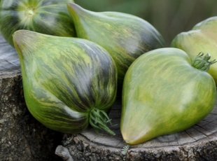 542番茄伊甸园10号F5 5粒种子