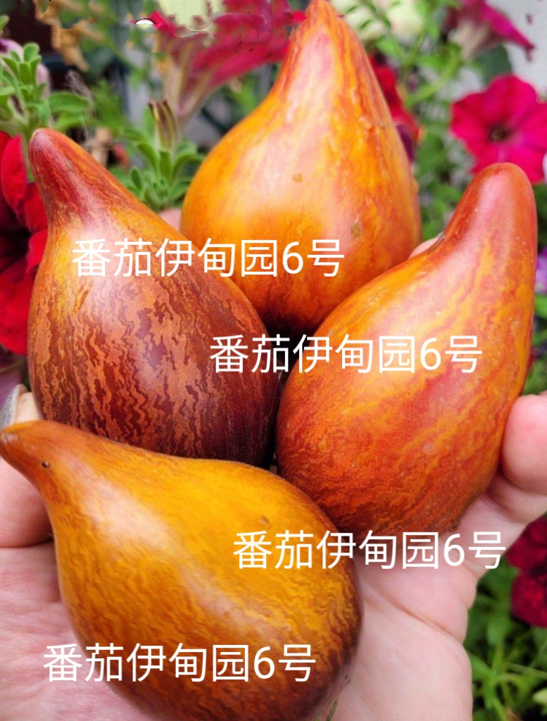 483番茄伊甸园6号，F5非完全稳定慎拍，图2由群友ivy提供 5粒种子