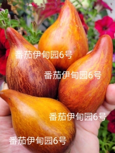 5粒种子 图2由群友ivy提供 483番茄伊甸园6号 F5非完全稳定慎拍