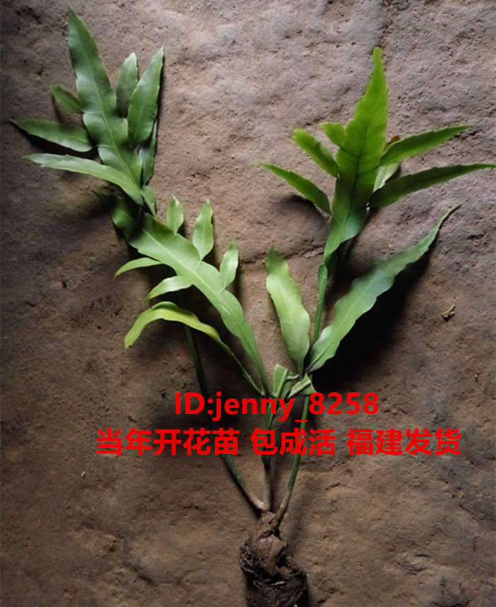 昙花盆栽月下美人扦插苗