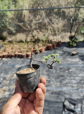 映山红鸡血红杜鹃花桩艺桩景造型盆景