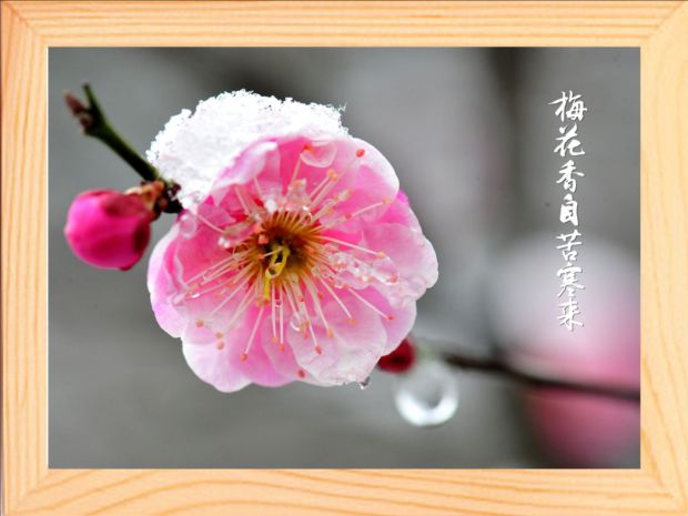 ÷»¨Ïã×ԿຮÀ´