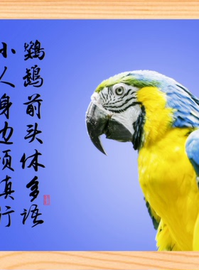 营养书画 天然实木有框画装饰画 鹦鹉前头休多语 小人身边须慎行