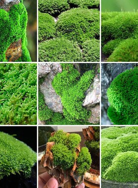 盆栽青苔鲜活大灰藓微景观水陆缸
