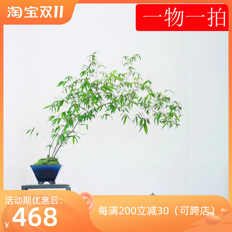 【一物一拍】小叶簕竹植物室内外熟树桩绿植庭院花园盆景茶馆盆栽