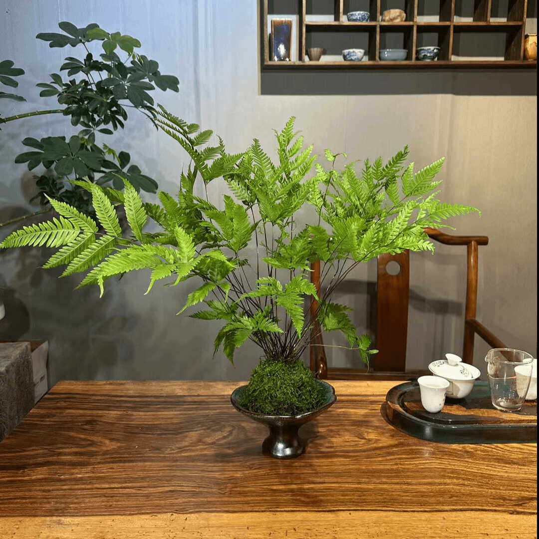 傅氏蕨景德镇手工盆蕨类苔藓球室内大型造景耐阴好养禅意空间植物