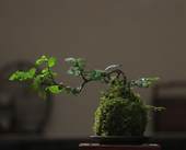 福建茶绿植室内树桩盆景客厅悬崖造型小黄杨盆栽老桩四季 常青苔藓