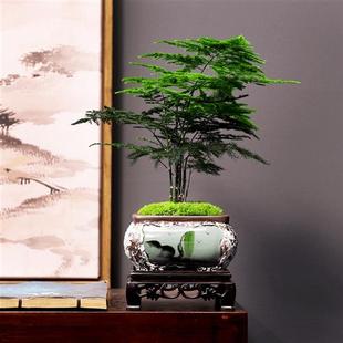 精品文竹小盆栽办公室桌面大颗室内美观好养绿植四季常青北欧摆件