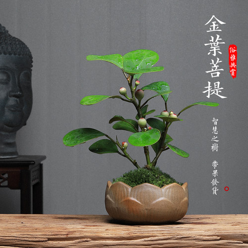 金叶菩提绿植室内盆栽带果盆景
