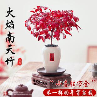 火焰南天竹盆栽客厅红叶植物盆景桌面绿植摆件蓝天竹树苗四季好养