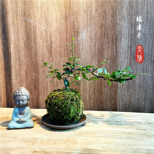 好养易活福建茶文竹金钱菖蒲绿植