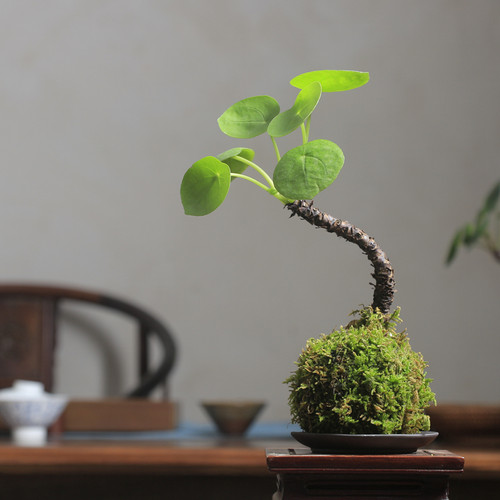 镜面草网红多肉植物金线欧美ins