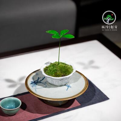 墨西哥铁四叶四叶草树盆栽