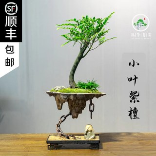 铁艺悬浮天空之城小叶紫檀创意植物盆栽禅意室内景观微家居盆景树