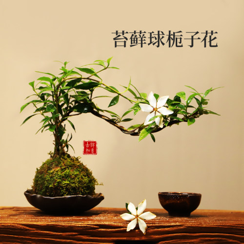 栀子花办公室四季开花水培
