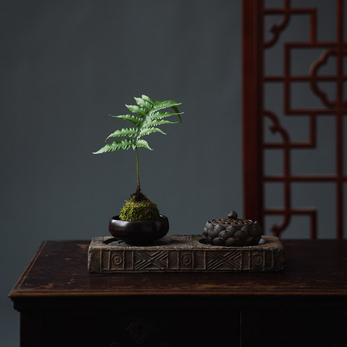 狼尾蕨一叶蕨紫琪蕨苔藓球盆景绿植物办公室好养客厅禅意净化空气 - 封面