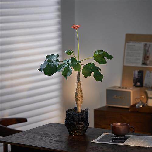 佛肚海棠盆栽禅意摆件绿植花卉四季开花耐旱好养办公室内创意植物