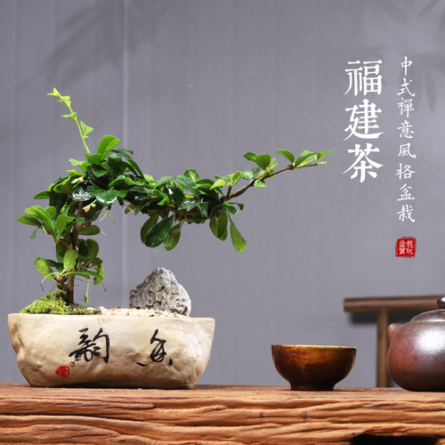 福建茶绿植室内树桩盆景客厅