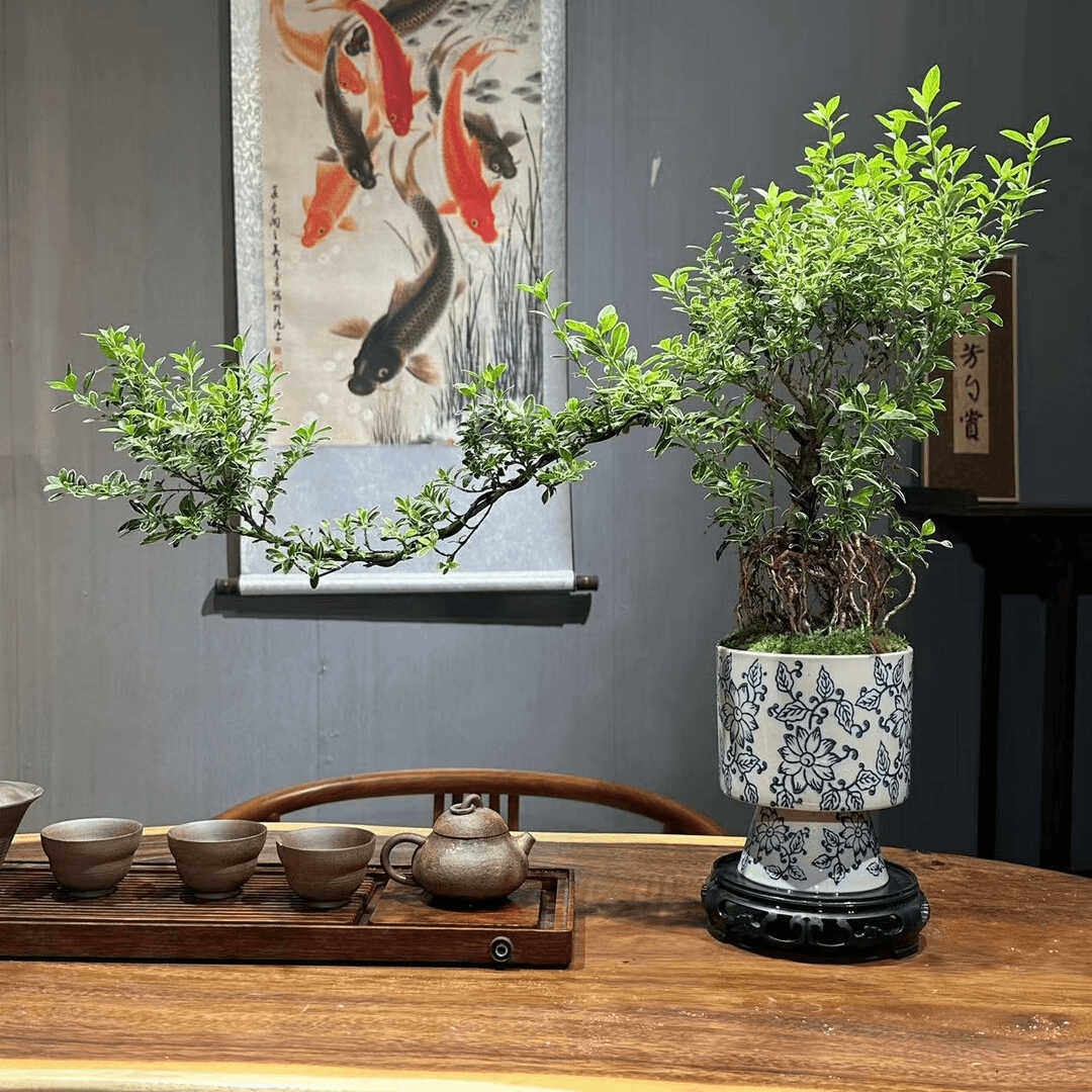 青花瓷盆六月雪飘枝造型盆景老桩悬崖室内桌面办公室摆件盆栽绿植,鲜花速递/花卉仿真/绿植园艺,造型盆景,淘宝优惠券,粉丝福利购,淘宝优惠卷