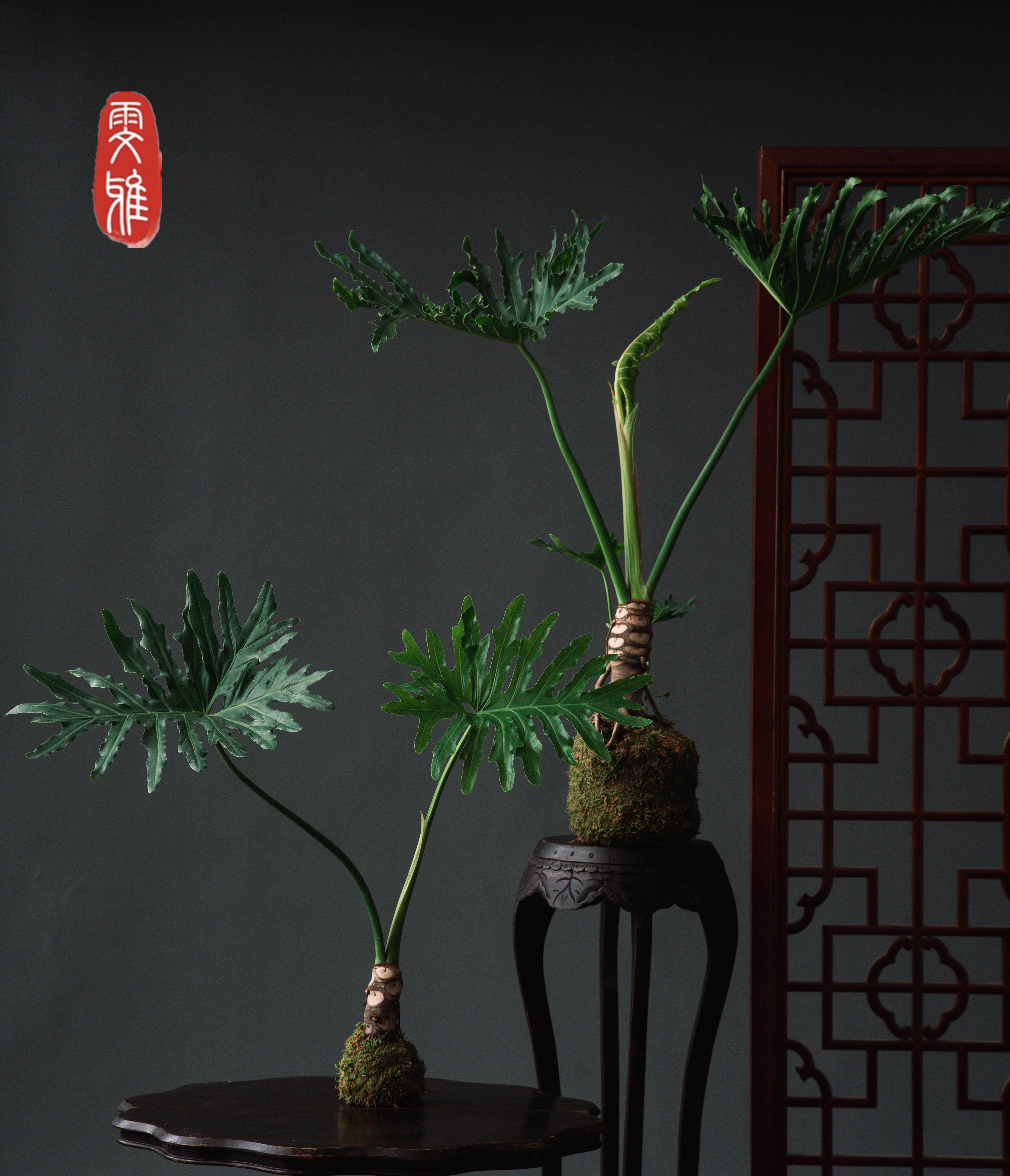 龙鳞春羽雨小天使多年生老桩室内耐阴水培苔藓球净化空气客厅植物