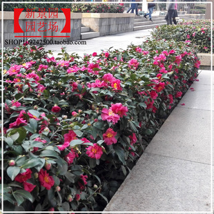 冬天开花耐寒茶梅树苗 高档盆景常绿茶花球型 庭院别墅花坛茶梅花