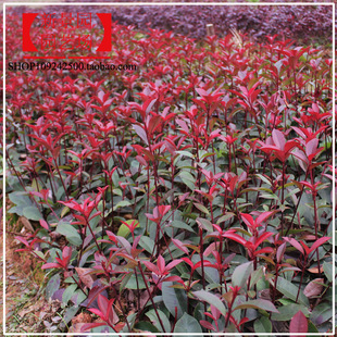 园林色块石兰树彩色篱笆红叶石楠树苗火焰红罗宾工程施兰绿化苗木