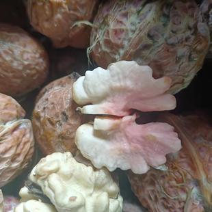 2025年核桃新鲜去青皮湿核桃干核桃仁皮薄孕妇专用核桃现货