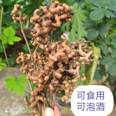 云南新鲜野生万寿果拐枣儿鸡爪子龙爪果