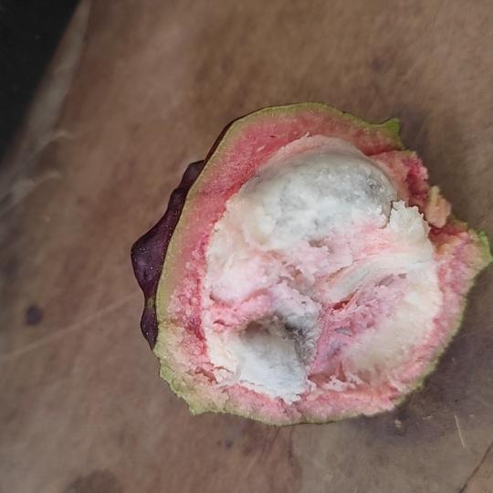 云南野生稀缺槟榔果