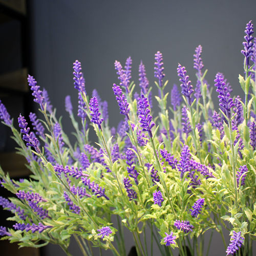 紫色花海价格 紫色花海图片 星期三