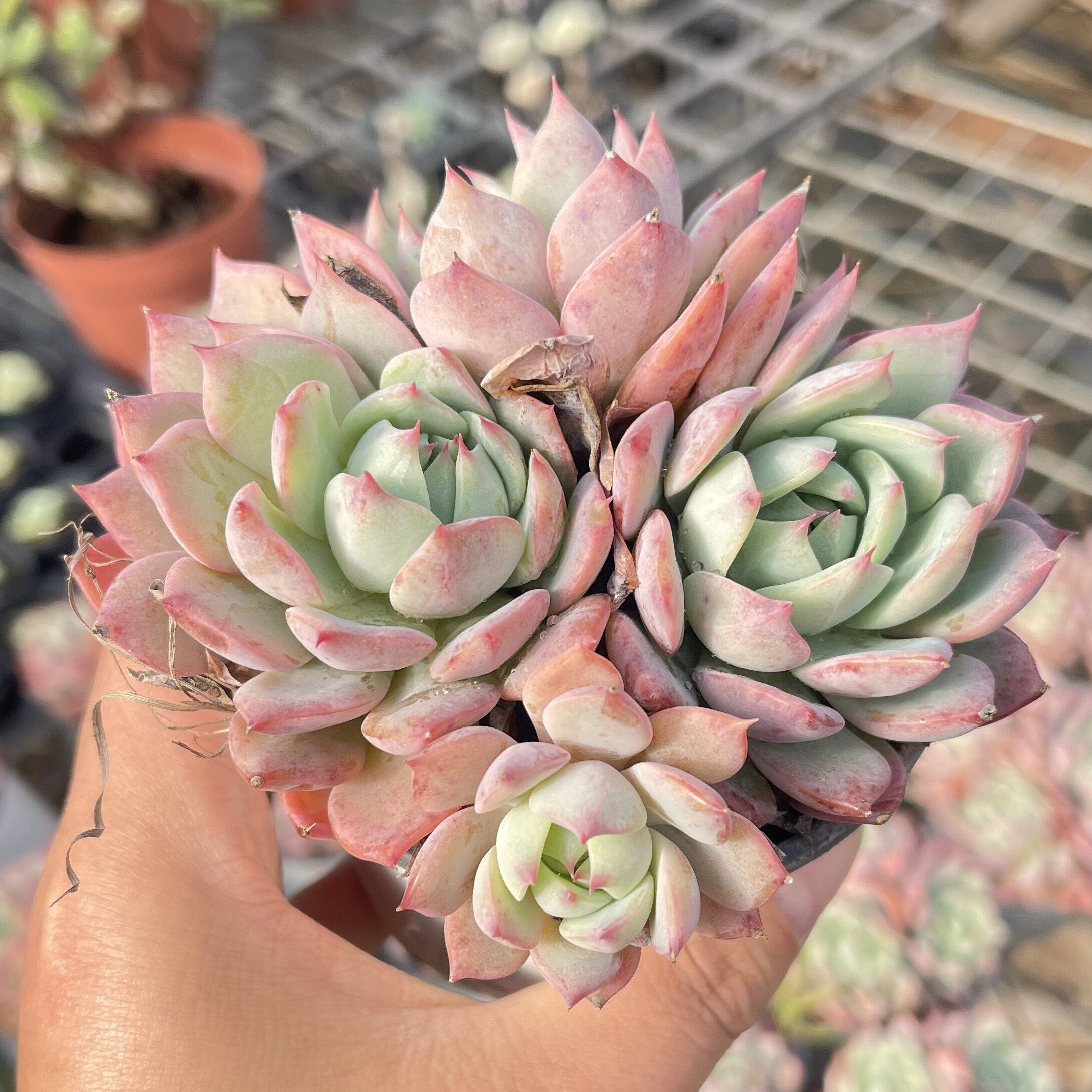 多肉 进口精品 盆栽植物 正版凌静 老桩多肉 一物一拍