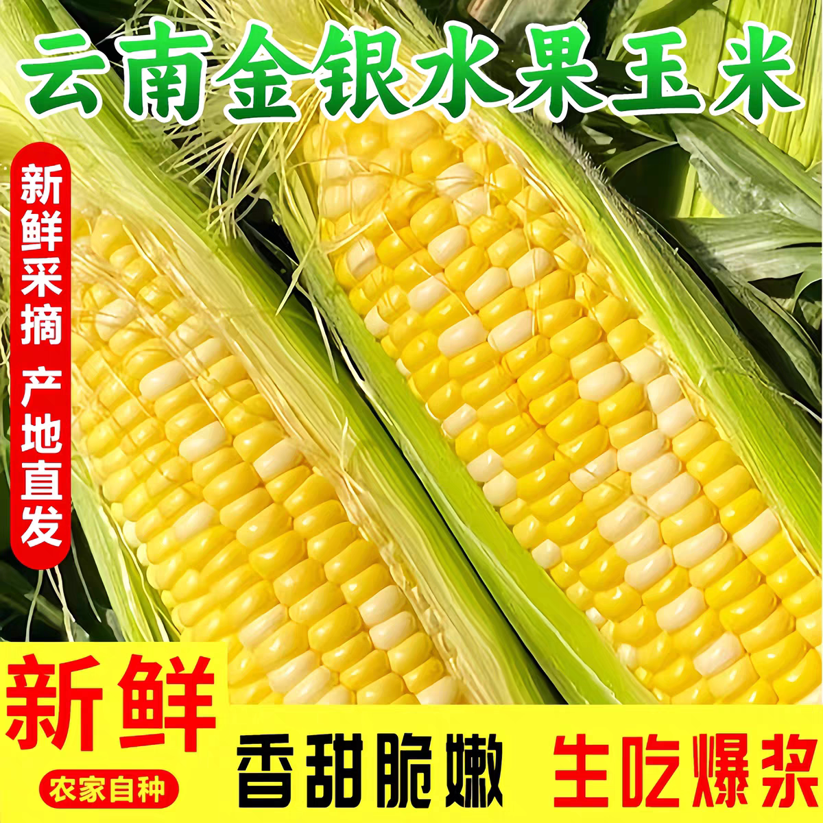 云南金银水果玉米现摘新鲜甜玉米