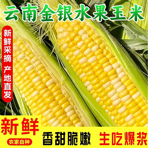 云南金银水果玉米现摘新鲜甜玉米