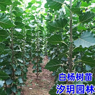 白杨树苗白杨树杨树苗白杨苗107速生杨树植树造林绿化苗占地拆迁