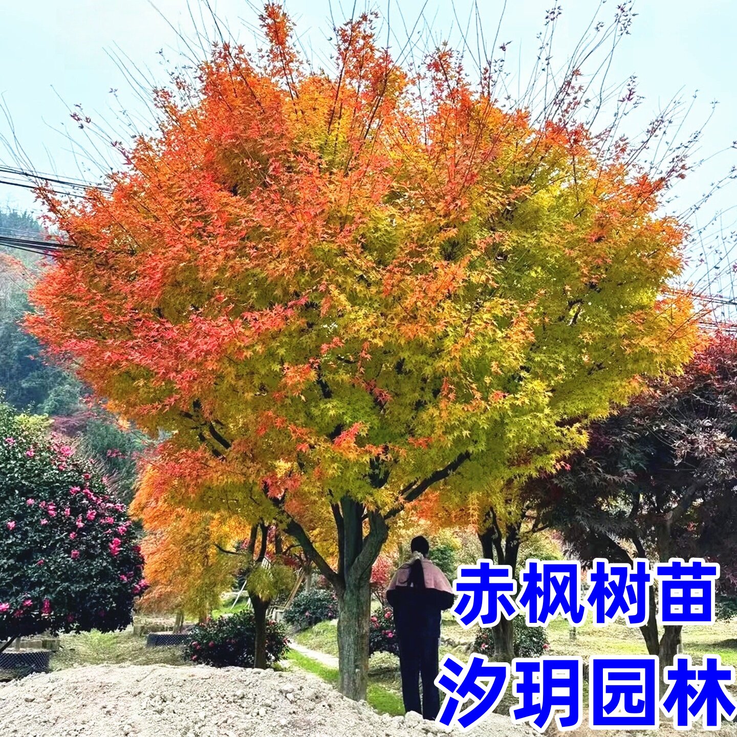 赤枫树苗盆栽黄金枫庭院花园大型耐寒彩叶绿化风景树珊瑚阁红枫苗