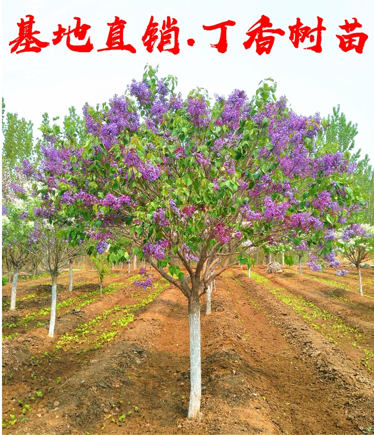 丁香花树苗紫丁香花苗四季盆栽地栽南北方耐寒庭院藤植物阳台种植