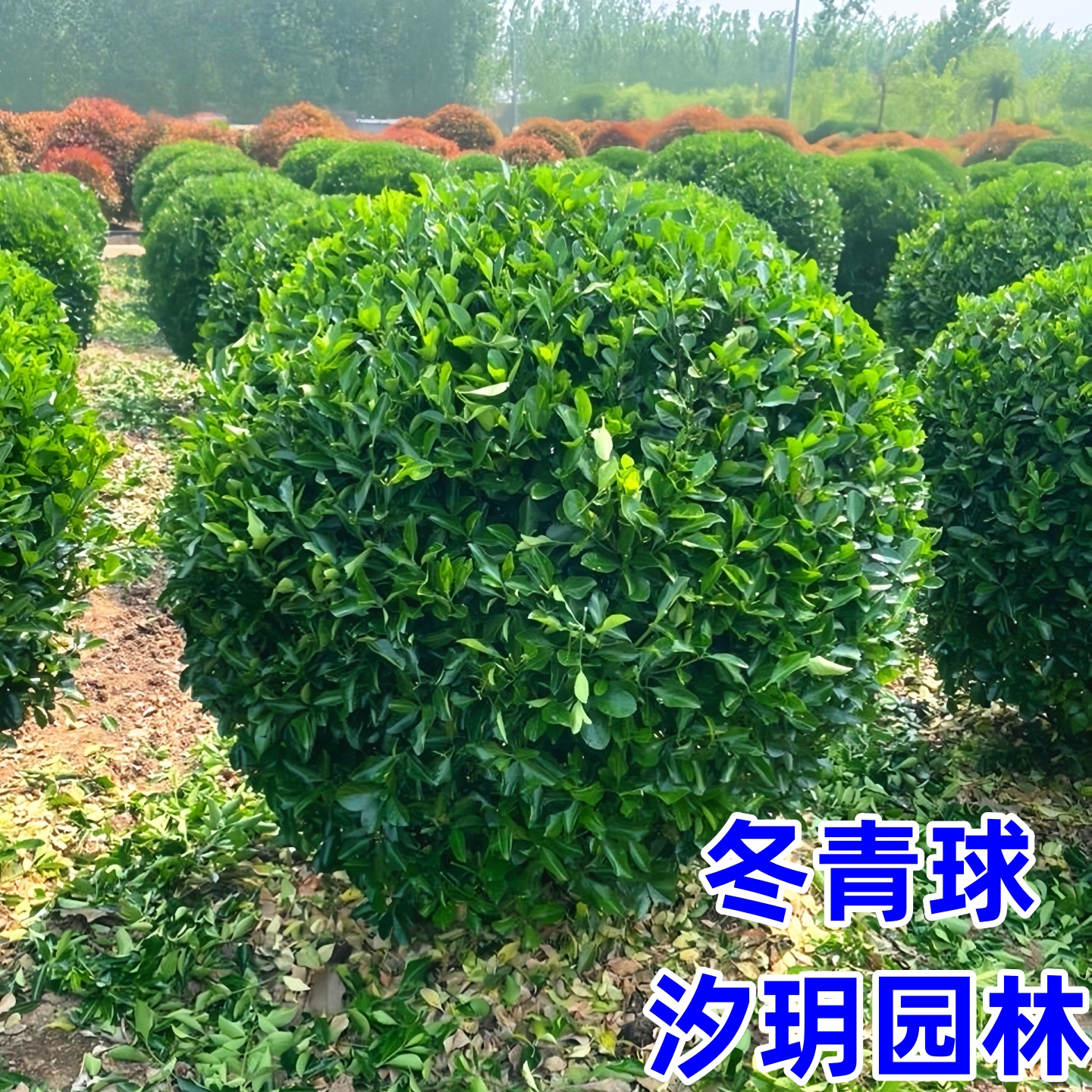 大叶冬青球小叶黄杨球四季常青