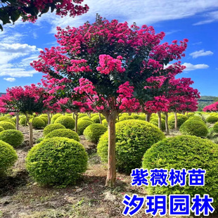 紫薇苗紫薇树苗红火箭紫薇花苗百日红紫薇小苗占地拆迁树苗绿化苗