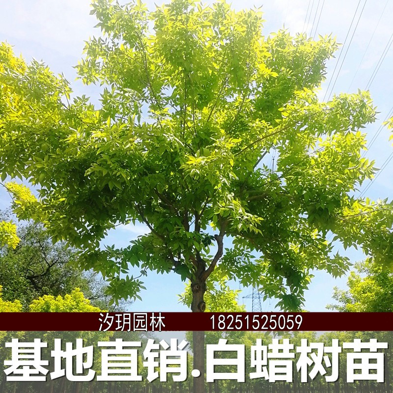 白蜡苗树苗 速生白蜡树苗 对节白蜡小苗 庭院室外种植树绿化苗木