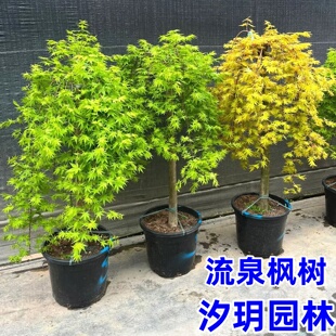 流泉枫原生小苗垂枝瀑布枫别墅庭院大型风景树盆栽黄金流泉枫树苗